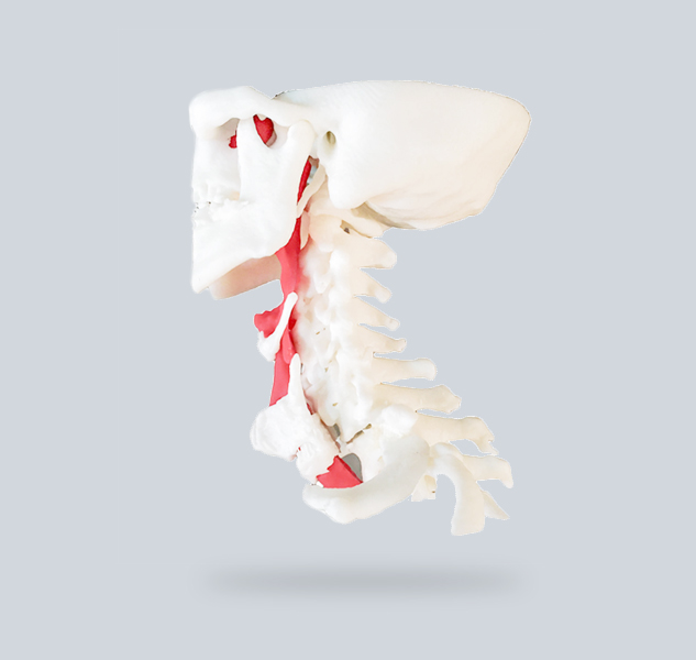 Omurga ve Ön Borunun 3D Basılı Modeli